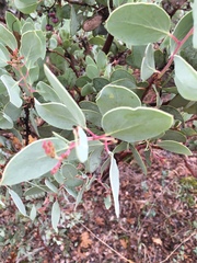 Arctostaphylos viscida