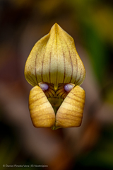 Maxillaria egertoniana
