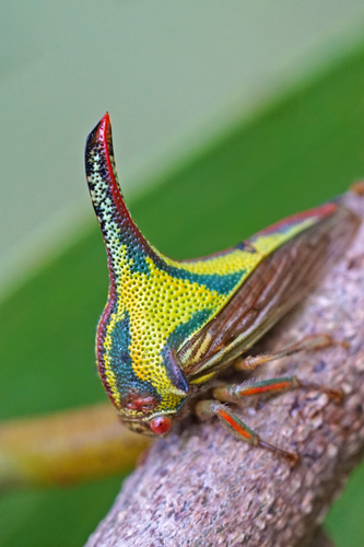 Thorn Treehopper photo 2