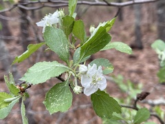 Crataegus alabamensis