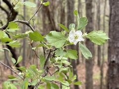 Crataegus alabamensis