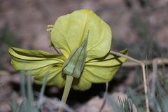 Oenothera coryi