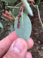 Arctostaphylos viscida