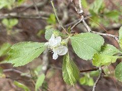 Crataegus alabamensis