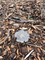 Coprinopsis cinerea