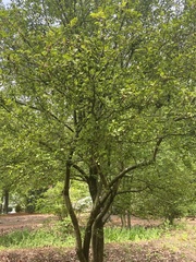 Crataegus aestivalis