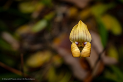 Maxillaria egertoniana