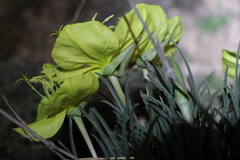 Oenothera coryi