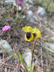 Ophrys lutea phryganae