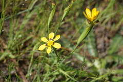 Sisyrinchium graminifolium