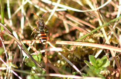 Nomada fusca