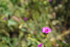 Calandrinia compressa