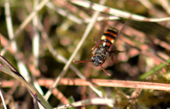Nomada fusca