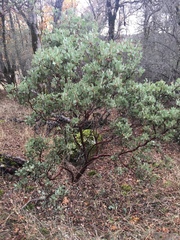Arctostaphylos viscida