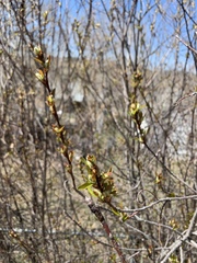 Prunus virginiana