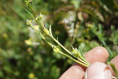 Calandrinia compressa