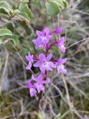 Orchis quadripunctata