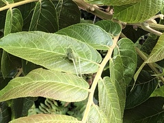 Tropidacris cristata