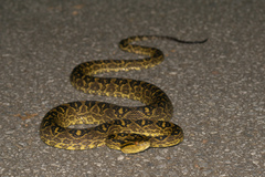 Protobothrops flavoviridis