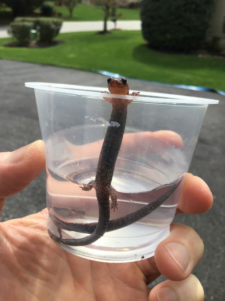 Eastern Redbacked Salamander from Pierson's Ridge, Hockessin, DE, US