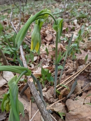Uvularia grandiflora