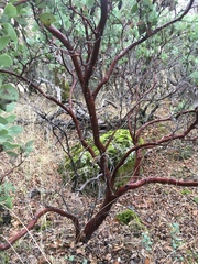 Arctostaphylos viscida