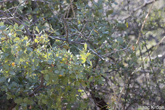 Quercus ajoensis