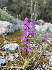 Orchis quadripunctata