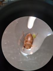 Neoplea striola