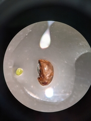 Neoplea striola