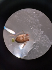 Neoplea striola