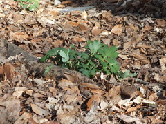 Stylophorum diphyllum