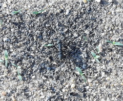 Ponerinae