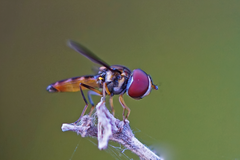 Ocyptamus antiphates