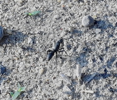 Ponerinae
