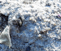 Hodotermes mossambicus