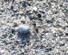 Hodotermes mossambicus