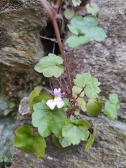 Cymbalaria muralis