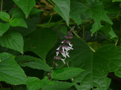 Orthosiphon rubicundus