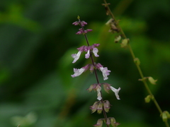 Orthosiphon rubicundus