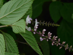 Orthosiphon rubicundus