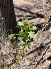 Ribes aureum