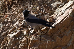 Corvus cornix