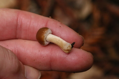 Psathyrella piluliformis image
