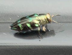 Chrysobothris viridiimpressa