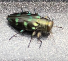 Chrysobothris viridiimpressa