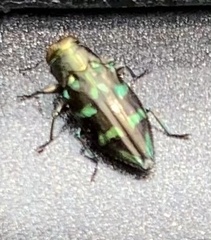 Chrysobothris viridiimpressa