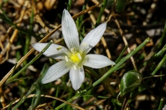 Ornithogalum
