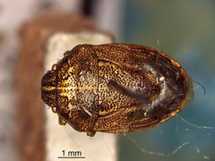 Neottiglossa undata