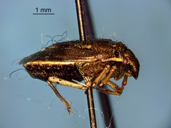 Neottiglossa undata